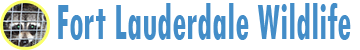 Fort Lauderdale Wildlife